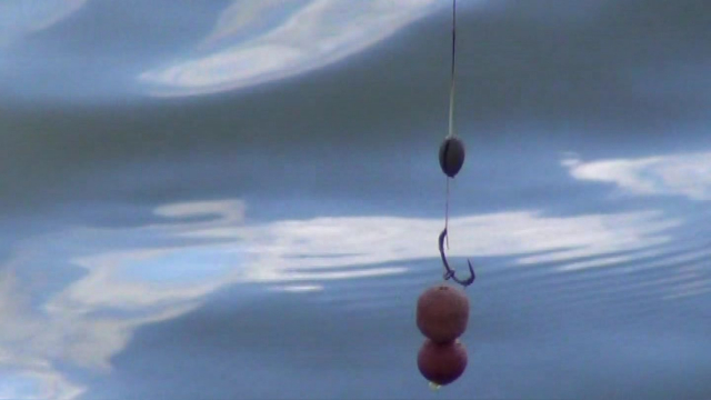 Hydrated hooker - cork-ball popup snowman, Size 8 Fox SSC, 7” 25lb Palatrax Steamlink