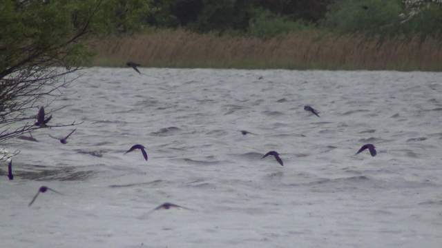 The Swallows catching flies off the wind being channelled through the gap