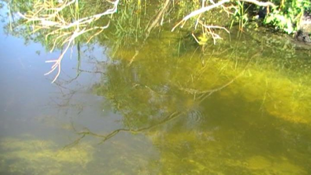 Watching the inlet and the feeding carp on Pingles Pool 2009