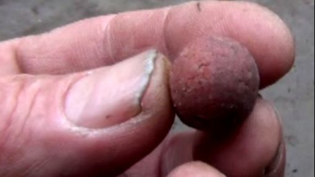 A hookbait with the tell-tale signs of lying in silt