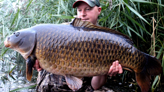 Mark with Reach lakes The Friendly common at 40lb+ 2013