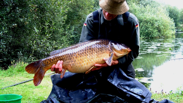 Common carp perfection at 28lb+ august 2007