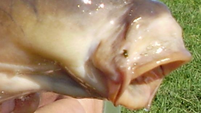 The carp's mouth protracted. Like the palm of your hand?
