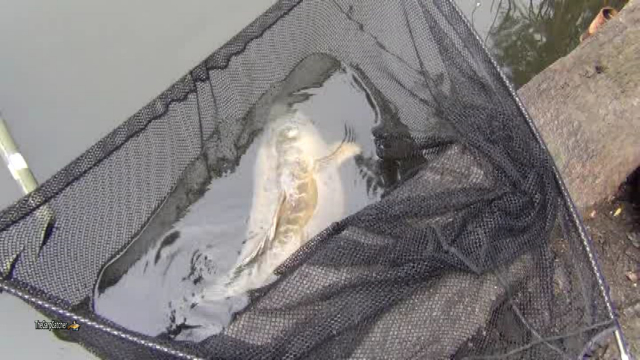 40lb of carp in the net